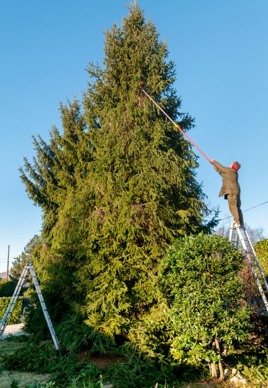 Wisteria Tree Trimming