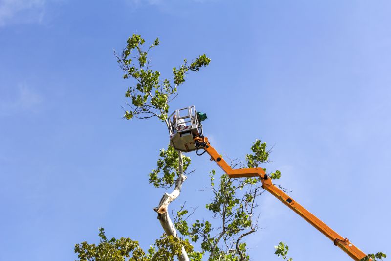 Wisteria Tree Trimming