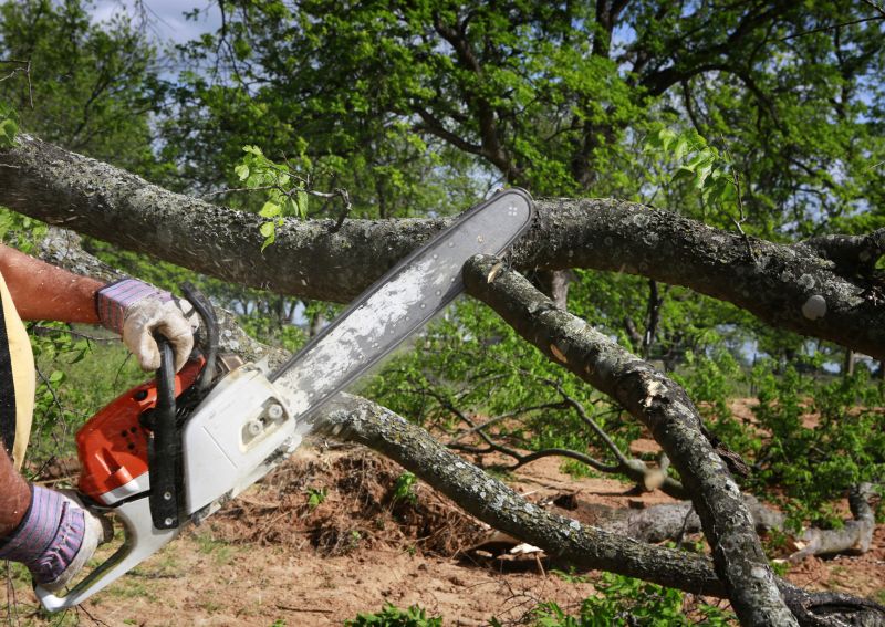 Birch Tree Removal in San Jose, CA