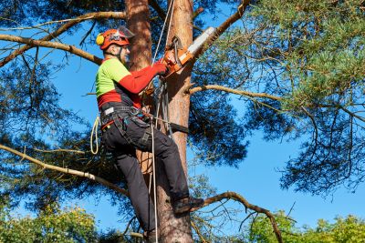 Commercial Tree Trimming in Denver County, CO