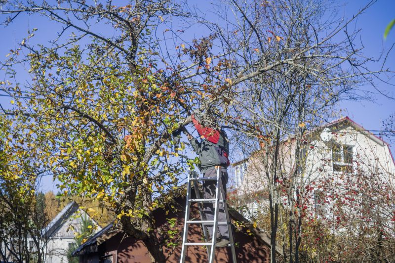 Wisteria Tree Trimming