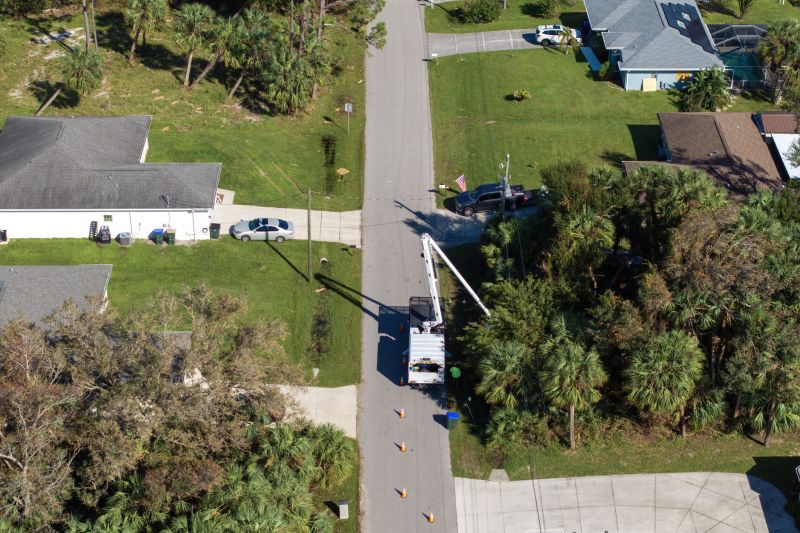 Wisteria Tree Trimming