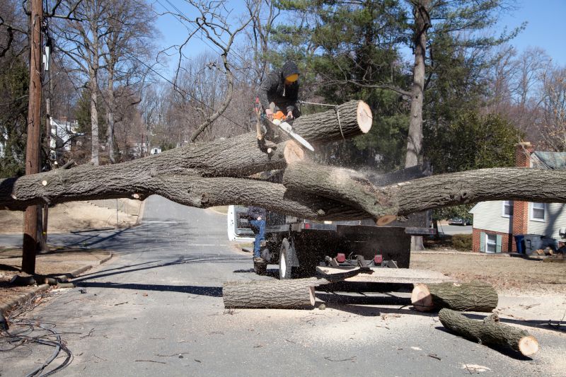 Fallen Tree on Roadway
