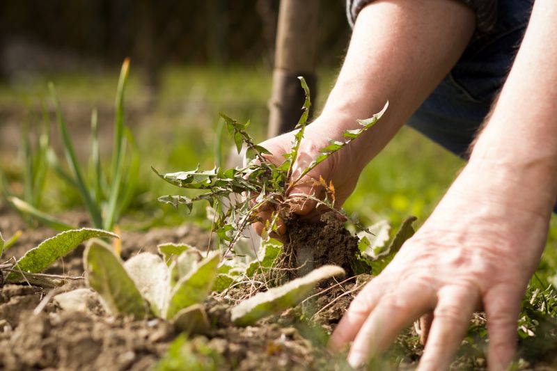 Flower Bed Weeding Service in Ventura County, CA