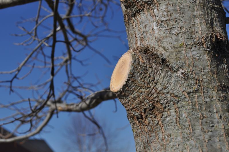 Oak Tree Pruning in San Jose, CA