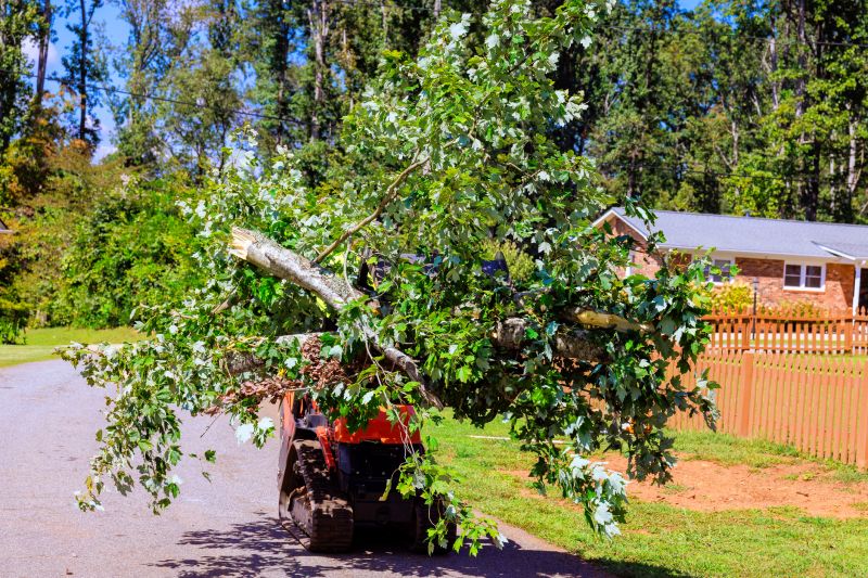Tree Service in Montgomery County, PA