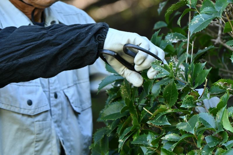 Wisteria Tree Trimming Costs — Cost of Wisteria Tree Trimming