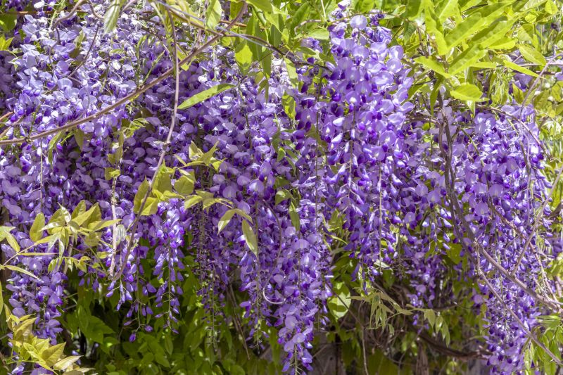 Wisteria Tree Trimming Costs — Cost of Wisteria Tree Trimming