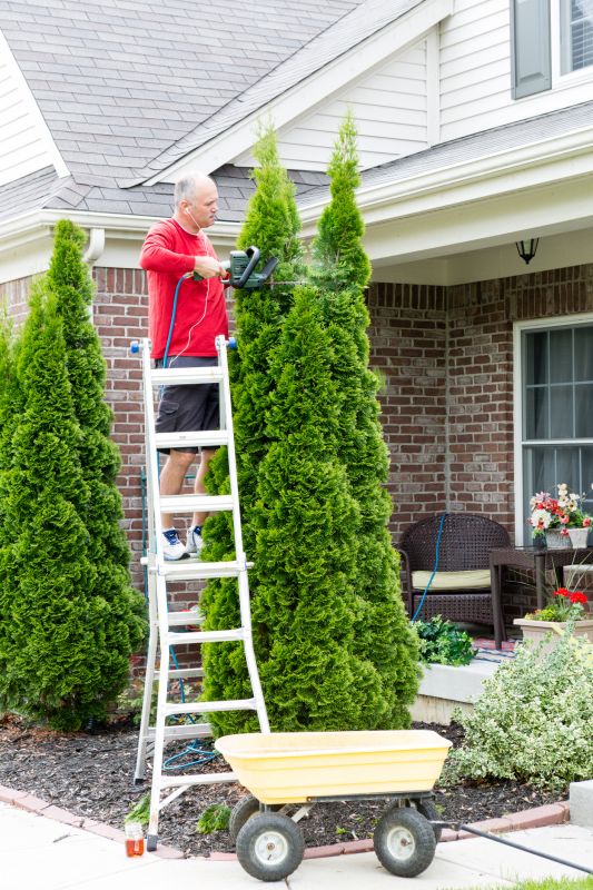 Wisteria Tree Trimming