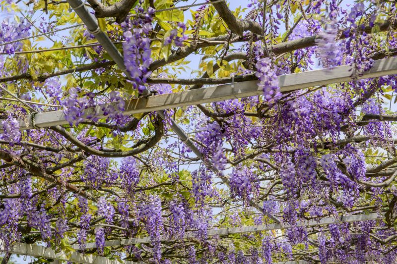 Wisteria Tree Trimming