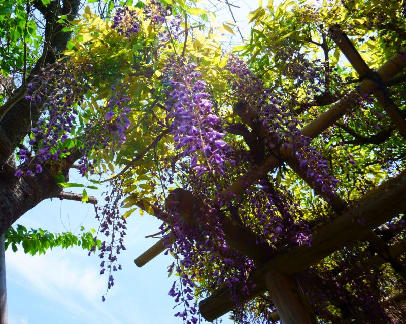 Wisteria Tree Trimming