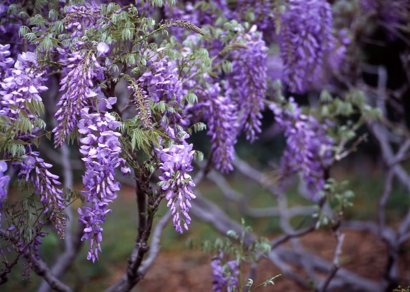 Wisteria Tree Trimming