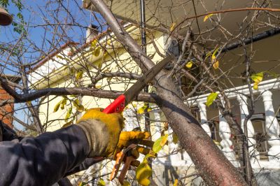 Wisteria Tree Trimming