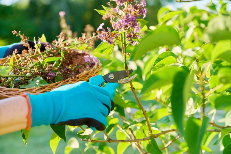 Wisteria Tree Trimming