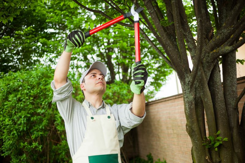 Wisteria Tree Trimming