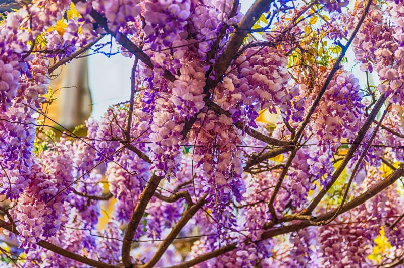 Wisteria Tree Trimming
